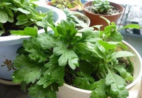  「扦插繁殖」拿这些花“练扦插”，1个月冒花苞，花期开花更漂亮！