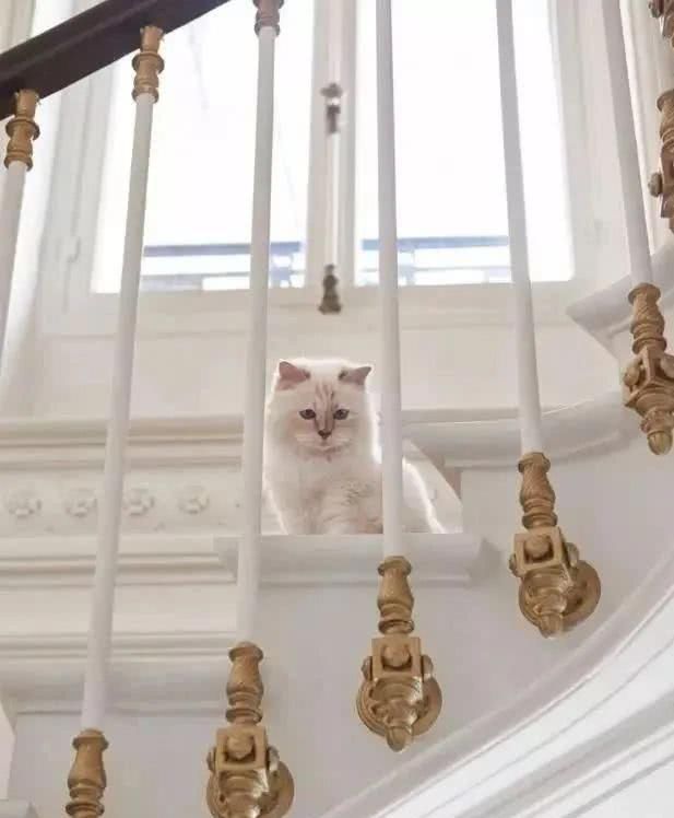  『Choupette』时尚教父“老佛爷”生前养的这只猫，有多幸运就有多难过