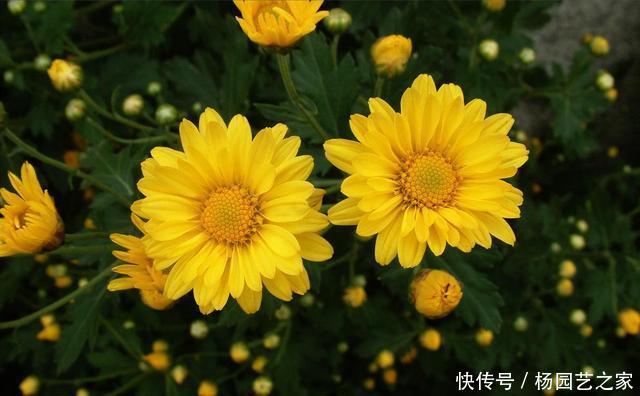 【很大】3种花花量很大,肉嘟嘟的叶片很漂亮,寓意美好适合家养,美极了