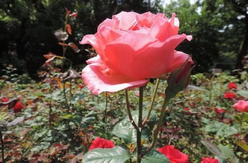  红花绿叶：家里养花，就养盆“精品月季”持续和平，花开红花绿叶，粉嫩水红
