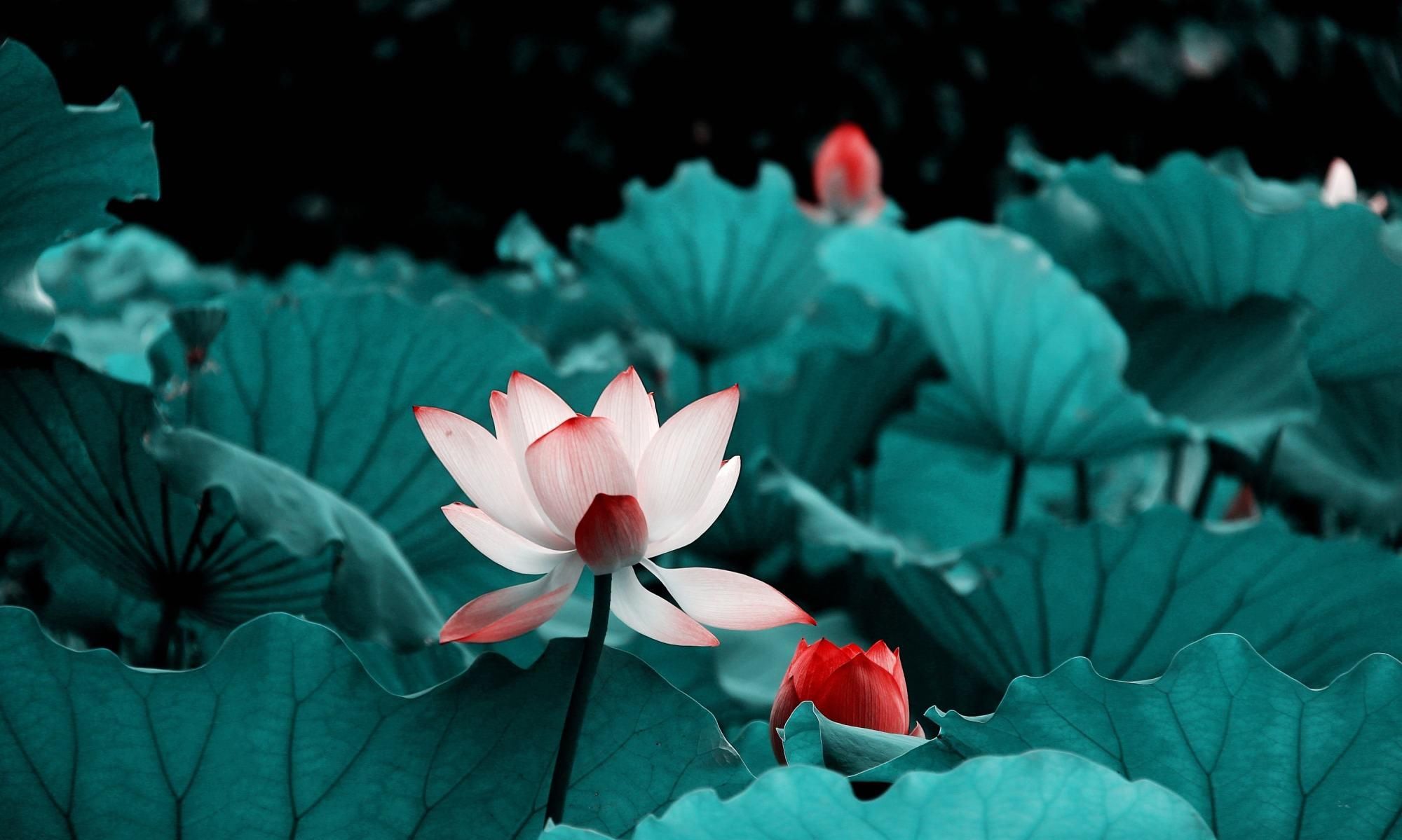  【人类】模仿行为并不是人类独有专利，植物的“模仿秀”也令人叹为观止！
