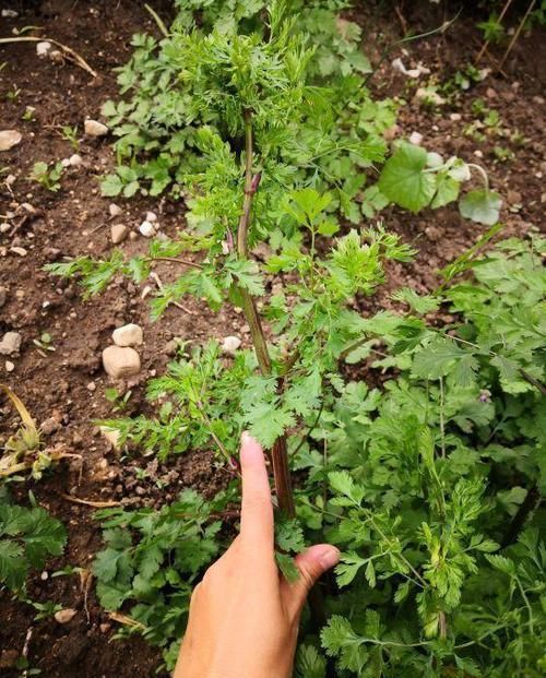  #叶冷水花#几种适合放在厨房的花，吸油除尘，健康又美观