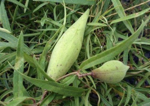  「不少」1种瓜奇特，像翠绿的“鼓包”，被称为“地稍瓜”，碰见别乱摘！