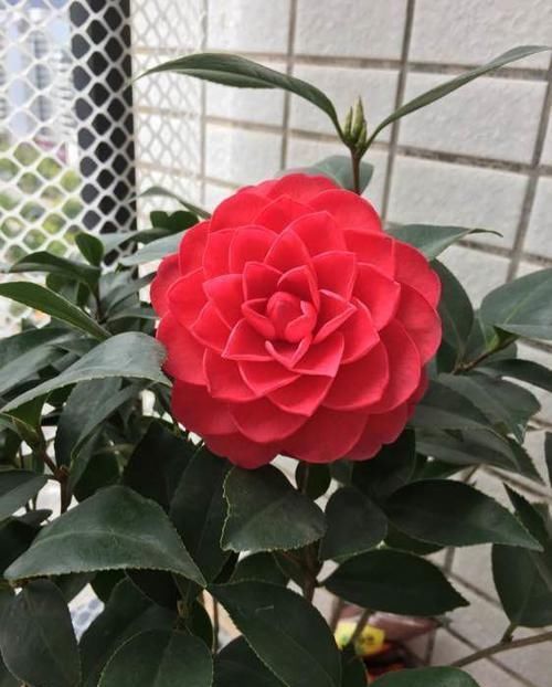  #驱蚊草#珍品山茶花“六角大红”，花大色艳，娇艳美丽，实属养花首选