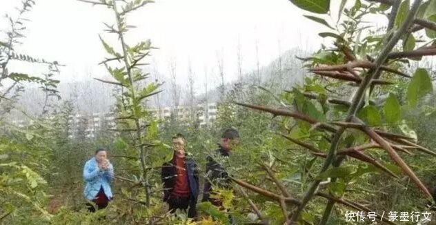 农村有种植物全身是刺，收购价都80块一斤，农民种植后致富