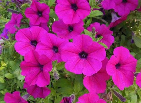  「试试」在家养花总是养不活，试试这些花草，易成活生根快，开花爆满