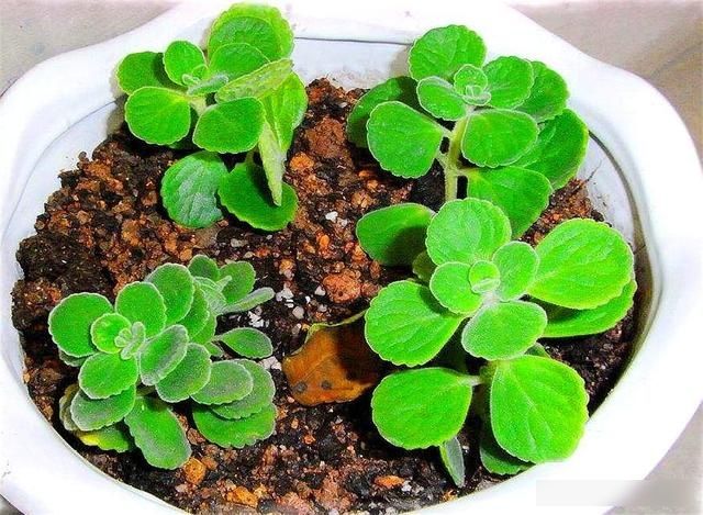 【爱徒】碰碰香香味淡爱徒长?做好这5点,叶子厚实,株形饱满