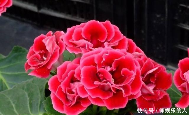  『家里』家里养“3种花”，再喜欢也别搬去“晒太阳”，否则黄叶不断！