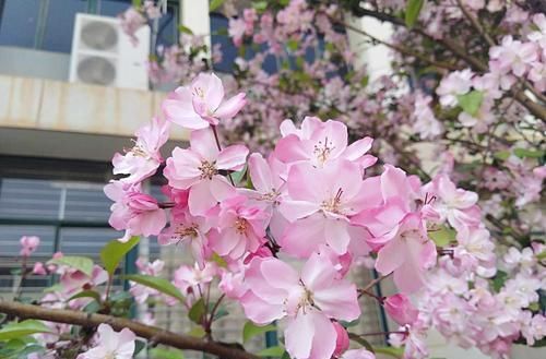  「玉兰花」此“3种”树木，春天一到花开满树，好看极了！