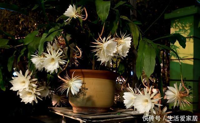 扦插|昙花,一片叶子插一盆,这样养,一开就是几十朵,一年开好多次