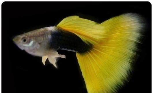  【均表现为】孔雀鱼太好繁殖啦，所以孔雀鱼的品种多到让你数不过来！