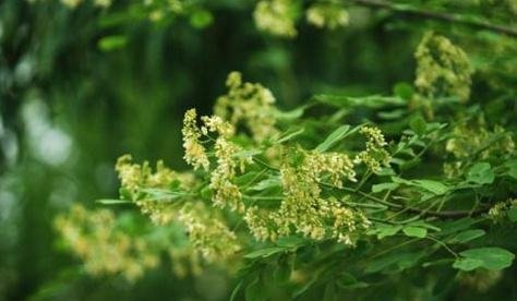 世界上最委屈的树，价值比紫檀木还高，在农村却被拿来当柴烧