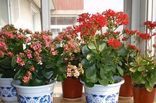 『掰1根枝养』这3种植物,别再花钱买了,掰下“1根枝”藏土里,能活出一整盆!