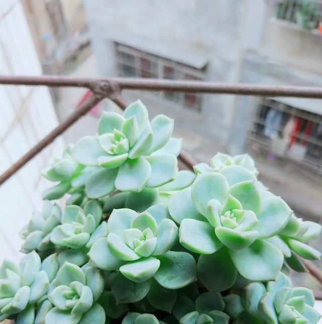  「春天」春天给多肉这么浇水，个个长成土肥圆，又绿又壮！