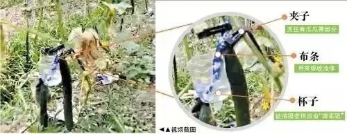 【食药安全专栏】黄瓜又被造谣了!这回被说是“激素增肥”