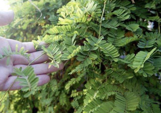  「鸡骨草」在深山，有1种珍贵的植物，人称“鸡骨草”，营养价值极高！