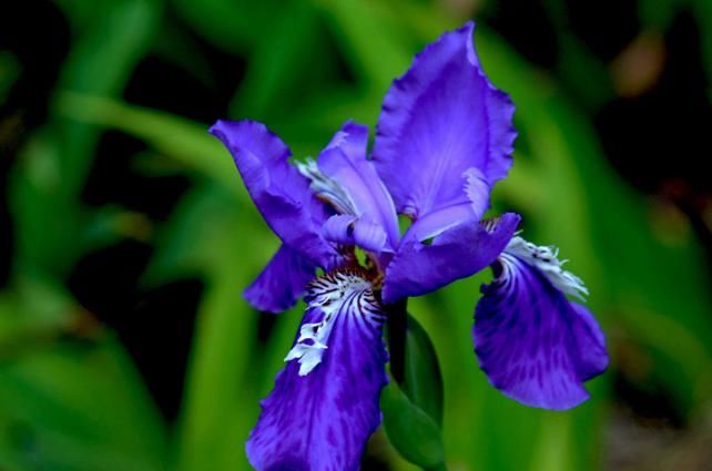  「似蜂」3种花真漂亮，似蜂似蝶家中飞，好养好看爆开盆，四季有赏花