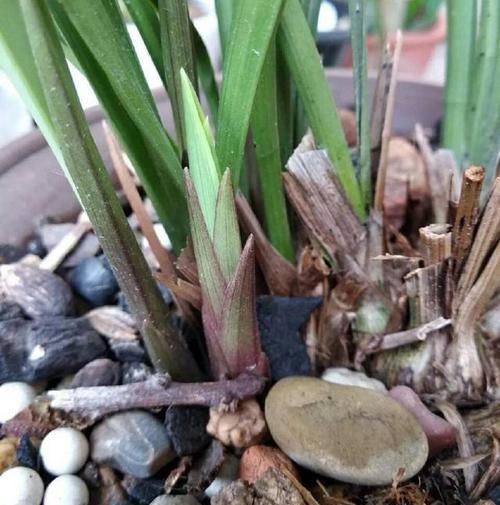  『低温春化』兰花为什么不开花？?清楚兰花叶芽和花芽的发育过程，开花爆盆