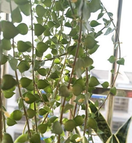  窗前：6种花适合吊起来养，挂在窗前，比窗帘还好看