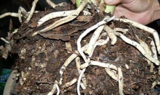  土壤进行：这“3种”植物，1年就要“换1次”土，不然土壤都会被“吃光”！