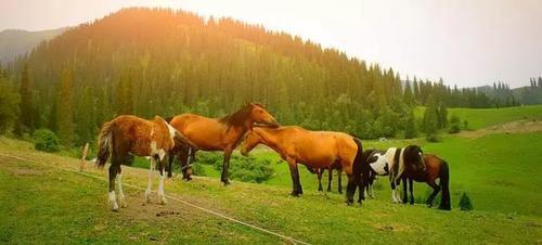 再过一个月，这些地方就美成仙境了！