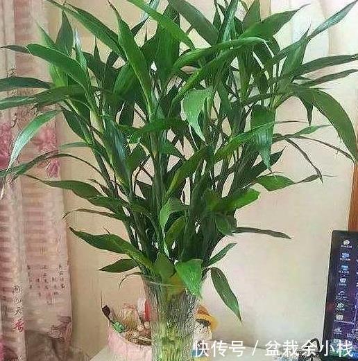  『家里』家里养“富贵竹”，不要摆在这“3个位置”，不然总黄叶、烂根！