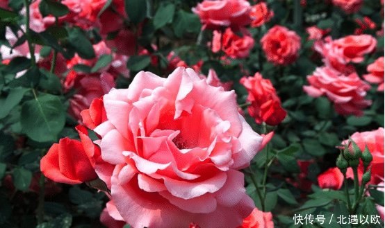 功效@能和玫瑰媲美的一种植物,相信很多小伙伴们都喜欢它吧
