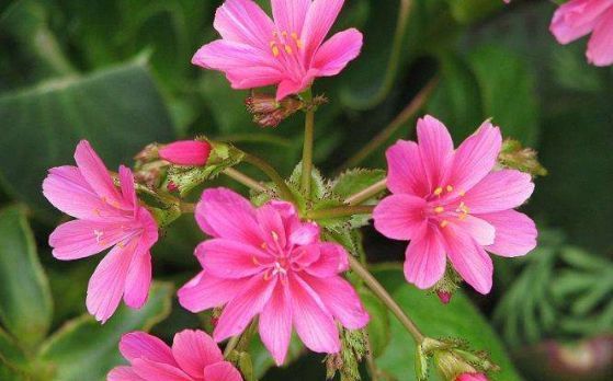 轻松:喜欢赏花就选花开重瓣的,一年四季有花赏,比茶花美轻松养爆盆