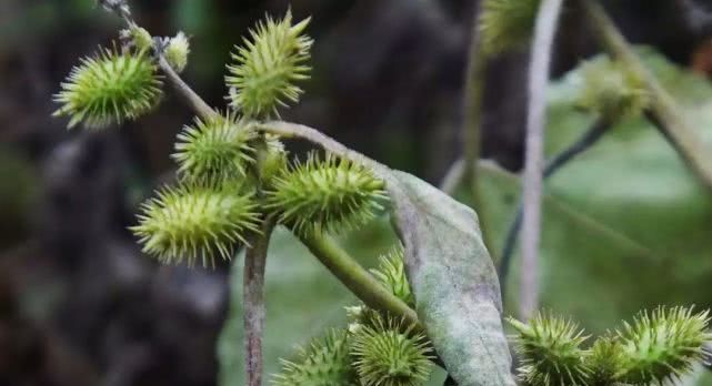 道地药材之苍耳子