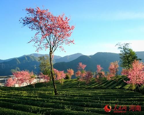  「旅游」商城：遍地花开待客来