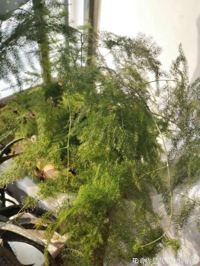  放在光照好的地方多■20种花，春天最爱疯长，爬满墙、爆开花，疯狂刹不住闸！