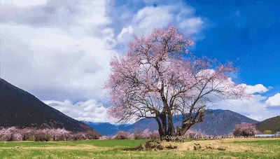 一去西藏误终身，从此颜值是路人