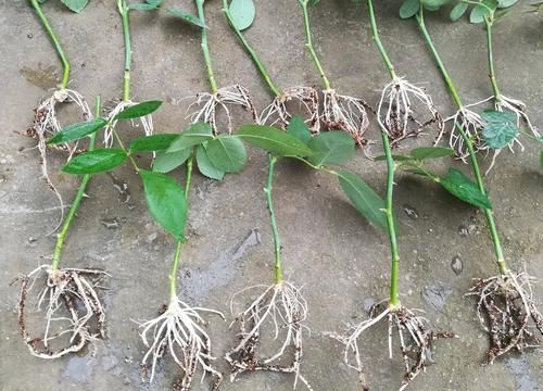  「营养」月季扦插的弱苗怎样养壮实？营养是关键，光照不能少，养根是基本