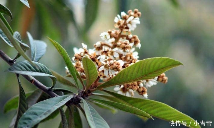 这种果树的花常被丢弃，殊不知比果实贵200倍，被称为“软黄金”