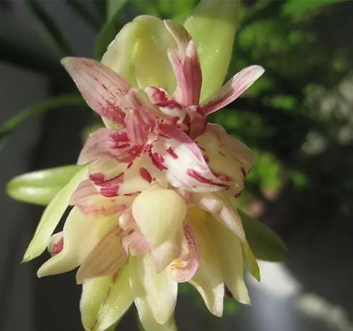 『花香』此兰花层层叠叠,花香淡雅,花型饱满,花色艳丽,花期长