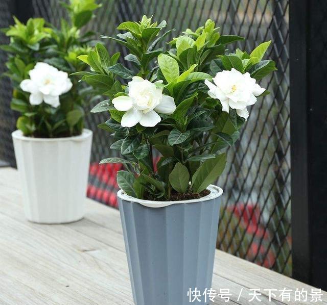  #磷钾#花市上的“栀子”为啥满头花苞，原来有“诀窍”，只需做2步
