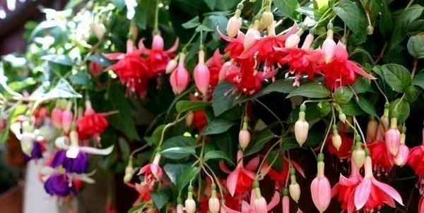 随便■7种最适合“造景”的花,家里有庭院,随便种3-5棵,就是个小花园