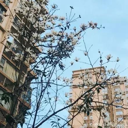 2019年成都第一波春光乍泄！锦江春色来，两岸花撩人！