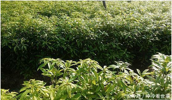  小苗@大家都知道金丝楠木非常贵，但是没想到树苗这么便宜！