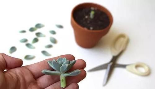  #割断#多肉出这四种“症状”，接着就是割断，半个月就生根