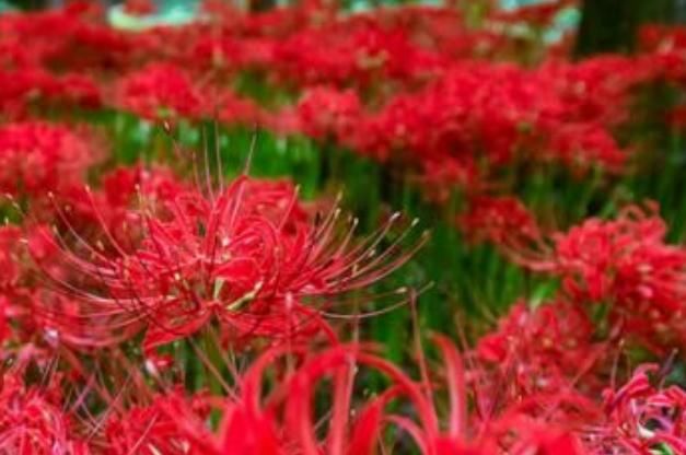  彼岸花■传说中的冥界四花，除了彼岸花，你还知道哪一种呢？