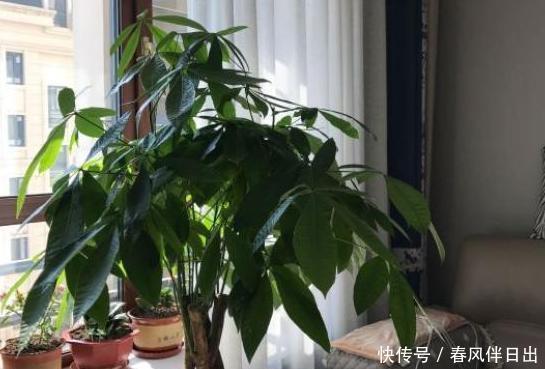 【日常】看腻了绿萝、吊兰,就居家养盆发财树,日常注意3点枝繁叶茂