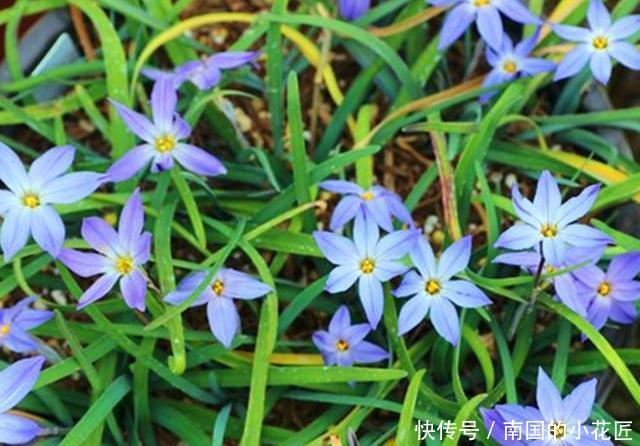 『奇异』这些百合科的植物,真的很少见,种上几盆,美丽而奇异