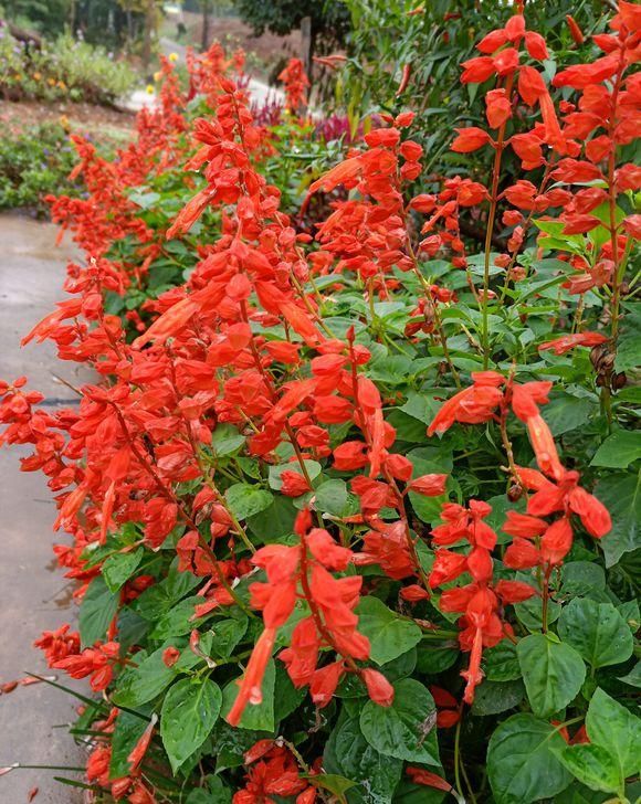  土壤■乡下常见的一种花，姥姥叫它“一串红”，花芯甜甜的，你吃过吗