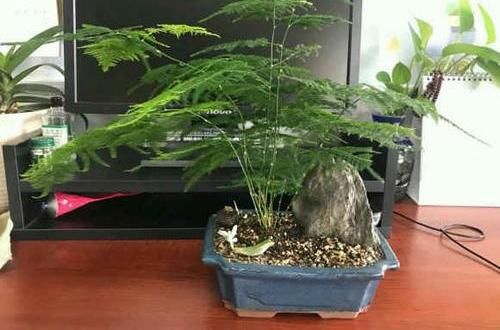  『文竹的叶子』高手养文竹，都用这2种肥，养出来的文竹不黄叶，新芽蹿不停