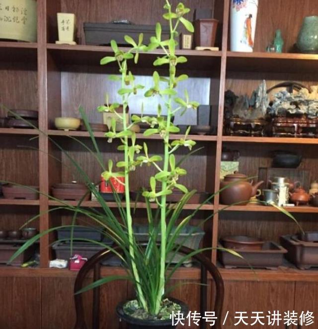 室内@书房盆栽绿植选什么好？此4款好看又好养，摆在室内对健康有益
