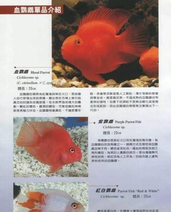  #水族市场上#美洲慈鲷之美，您细品