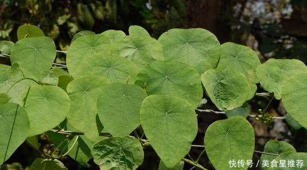 农村野草根部像石头，人称“山乌龟”，却是治病良药，你见过没