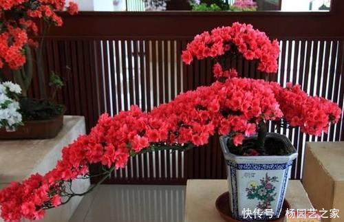 【花本】此花本是中国野花,因受老外追捧,变成中国十大名花之六