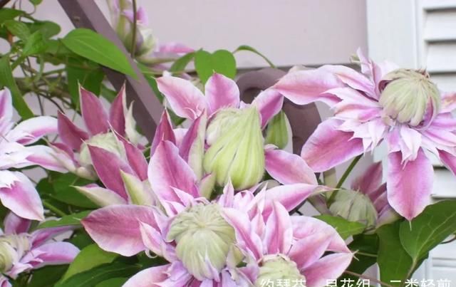 『铁线』铁线莲：韧如铁线，花开如莲，耐寒耐热，花园必备。